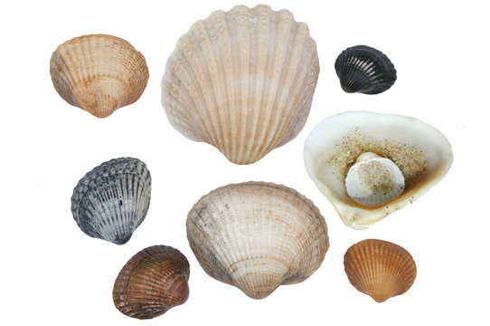 saltwater clams