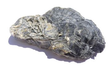 black oyster shell