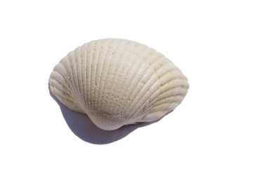 saltwater clams