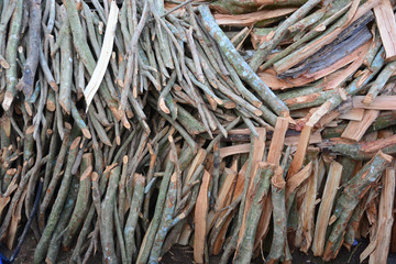 close up deforested cut tree wood in forest