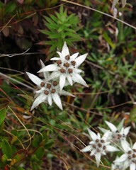 Himalayan edelweiss, growing in the Everest National Park, Nepal.
