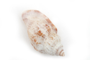 Buccinum undatum