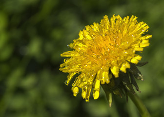 Dandelion