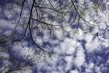 Kahle Äste unter einem bewölkten Himmel