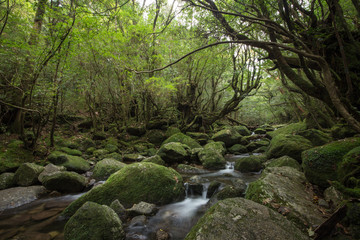 Naklejka na ściany i meble Mountain stream in Moss forest, Shiratani Unsuikyo, Yakushima Island, natural World Heritage Site in Japan