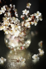 branch of blossoming fruit trees with white flowers in a glass vase on a dark background.   soft selective focus. artistic photo.
