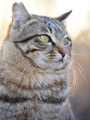 凛々しい猫の表情