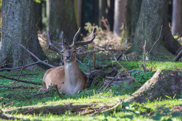 Damwild - Hirsch im Wald