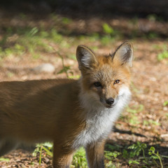Fuchs im lichten Wald, Makro