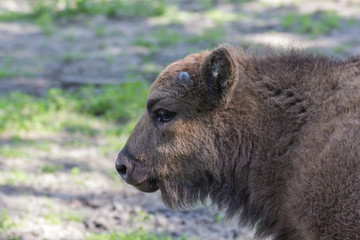 Wisent in der Natur
