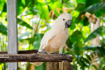 Lovely cockatoo is sitting on a branch. close up