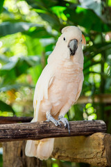 Lovely cockatoo is sitting on a branch. close up