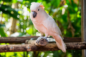 Obraz premium Lovely cockatoo is sitting on a branch. close up