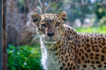 one eyed leopard  at the israeli safari