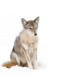 A lone Coyote isolated on a white background sitting in the winter snow in Canada