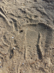 Sandy ground