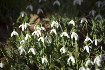 First spring messenger - snowdrops