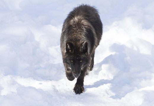 Fototapeta Black wolf isolated on a white background walking in the winter snow in Canada 