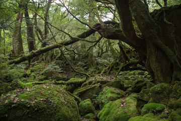 'Mononokenomori', Moss forest in Shiratani Unsuikyo, Yakushima Island, natural World Heritage Site in Japan