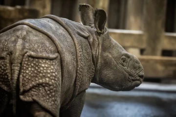 Photo sur Aluminium Rhinocéros Veau de rhinocéros indien âgé de quelques jours en captivité/rhinocéros indien/rhinoceros unicornis/petit bébé rhinocéros/zoo pilsen