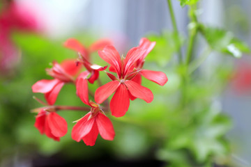 Red flowers