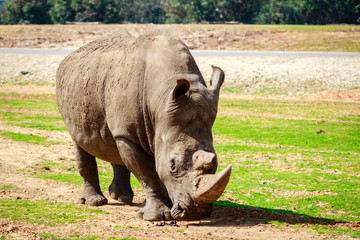 Obraz premium a rhinoceros at the israeli zoo