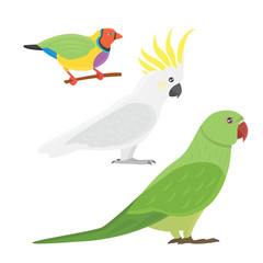 Cartoon tropical parrot wild animal bird vector illustration.