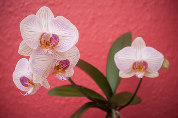 Naklejka na ściany i meble orchidées panachée rose en intérieur 