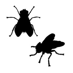 Fly silhouette. Black white icon. Vector illustration.