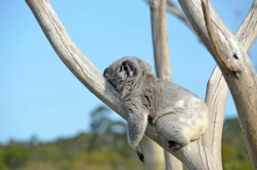 Foto op Plexiglas Koala Australische Koala (Phascolarctos cinereus) slapen op de buik in een gomboom. Iconisch buideldier van Australië