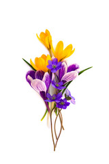 Bouquet of violet and yellow crocuses (Crocus vernus) and hepatica (liverleaf or liverwort) on a white background. Top view, flat lay