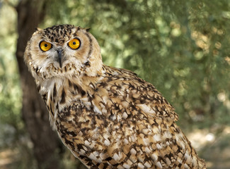 agle Owl. An eagle owl. A Eurasian Eagle Owl perched on a branch and looking to the right in the blur nature background