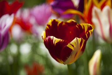 Fototapeta na wymiar Spring tulips in the garden, spring blossom