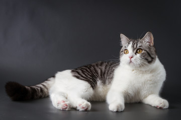 Portrait of Scottish Straight cat bi-color spotted lying on dark background, 8 months old.
