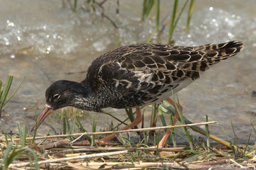 Kampfläufer am Ufer