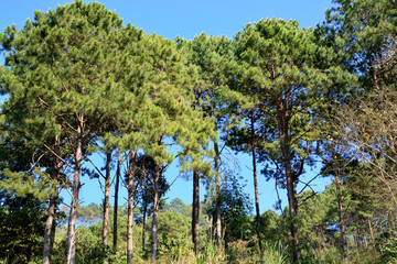 The Pinaceae (pine family) are trees in forest