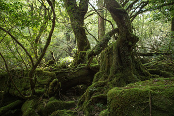 Fototapeta na wymiar Moss forest in Shiratani Unsuikyo, Yakushima Island, natural World Heritage Site in Japan
