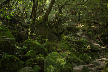 Moss forest in Shiratani Unsuikyo, Yakushima Island, natural World Heritage Site in Japan