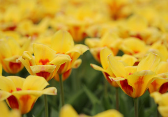 The big amount of the colorful tulips in the spring