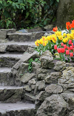 The stone stairs with the tulips flowerbed