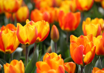 The big amount of the colorful tulips in the spring