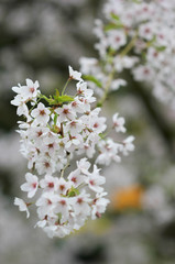 The cherry blossom in the spring garden