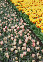 The big amount of the colorful tulips in the spring