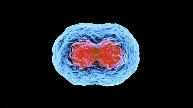 3D rendered Animation of the Mitosis and replication of a generic biological Cell.