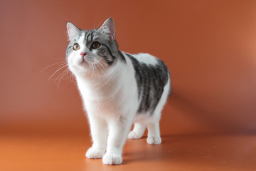 Portrait of Scottish Straight cat bi-color spotted staying four legs against a orange background, 8 months old.
