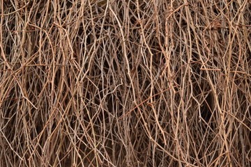 brushwood background