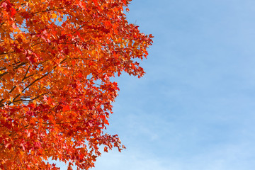 Red maple tree leaves in the late fall with a wispy blue sky in the background.