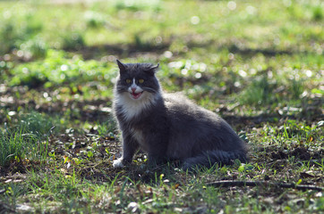 Naklejka na ściany i meble Grey fluffy cat meowing on a green meadow in spring