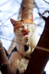 The cat sits on the tree and licks itself