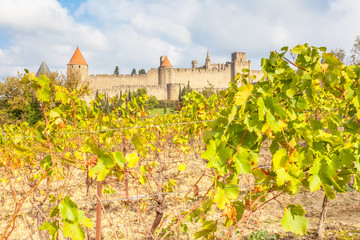 Fototapeta na wymiar Carcassonne, la Cité dans les vignes, France